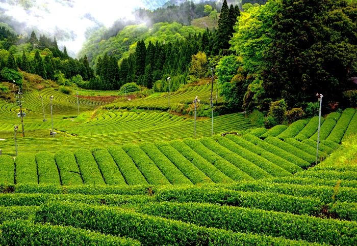 五ヶ瀬釜炒り茶を育む茶畑