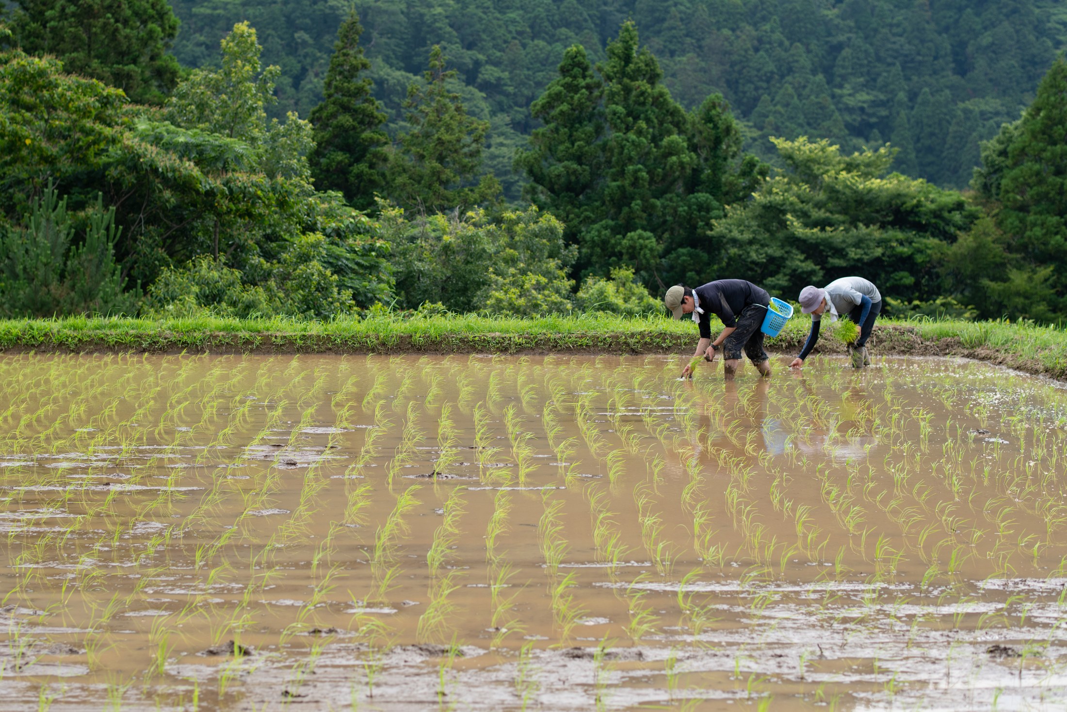 田んぼでの作業風景